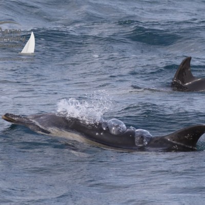 common dolphins
