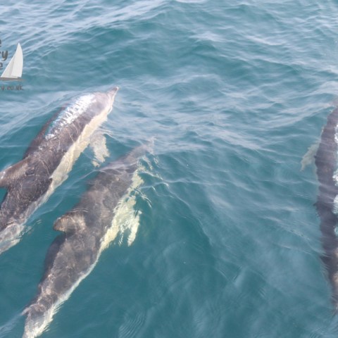 common dolphins