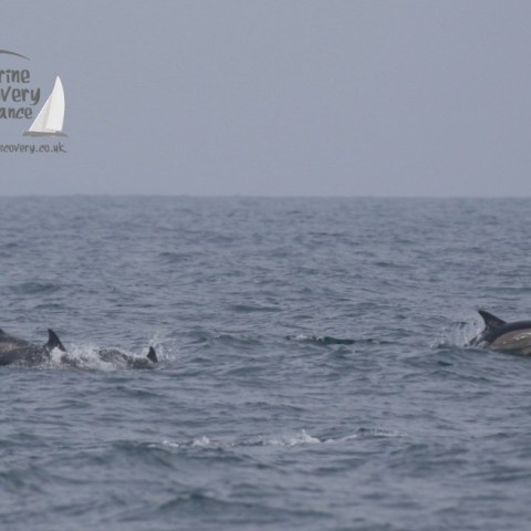 common dolphins
