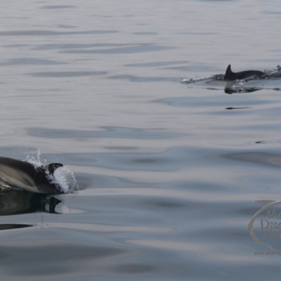 common dolphins