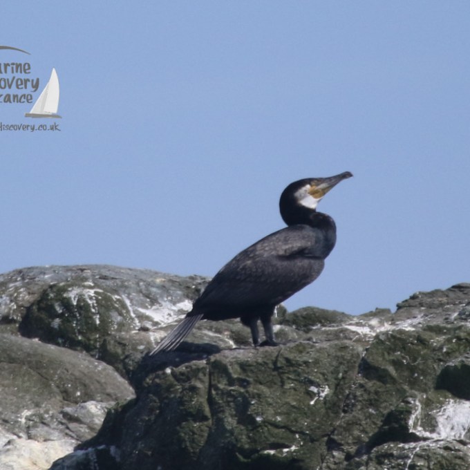cormorant standing on a rock