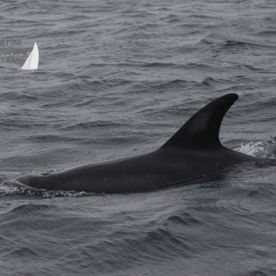 dark Risso's dolphin