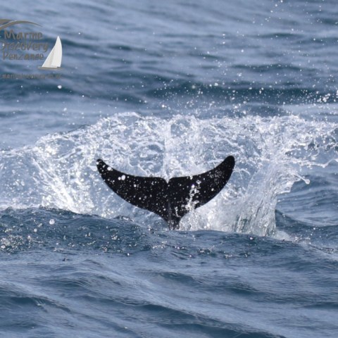 dolphin tail