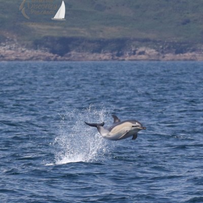 flying dolphin