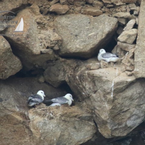nesting fulmars