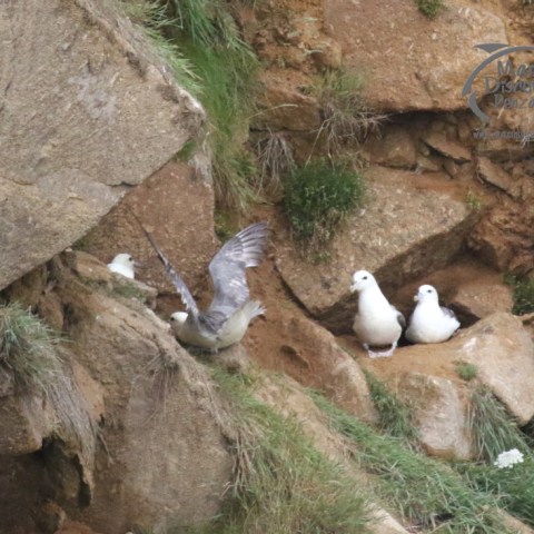 fulmars on cliff ledges