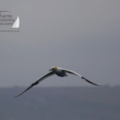 gannet
