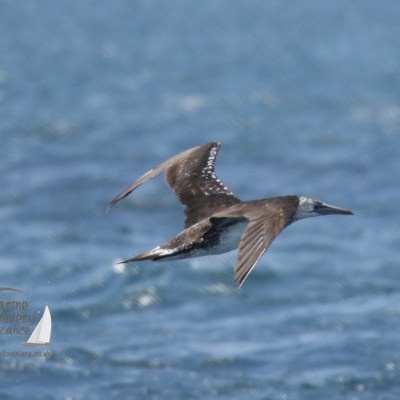 gannet