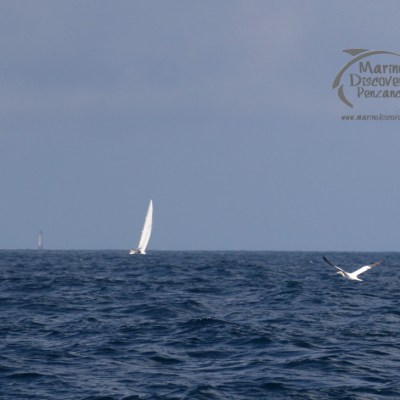 gannet and sail