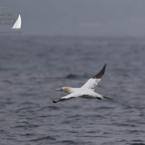 gannet