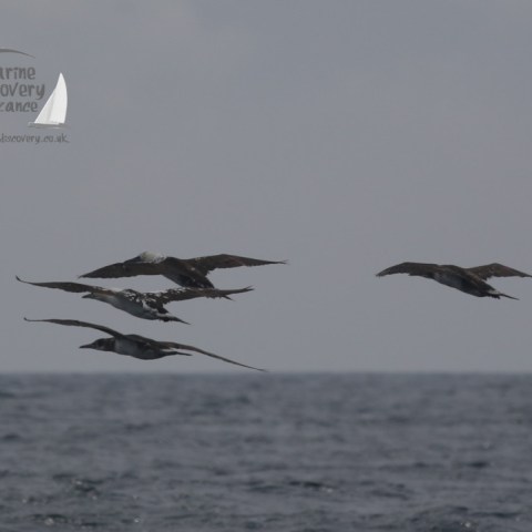 gannets