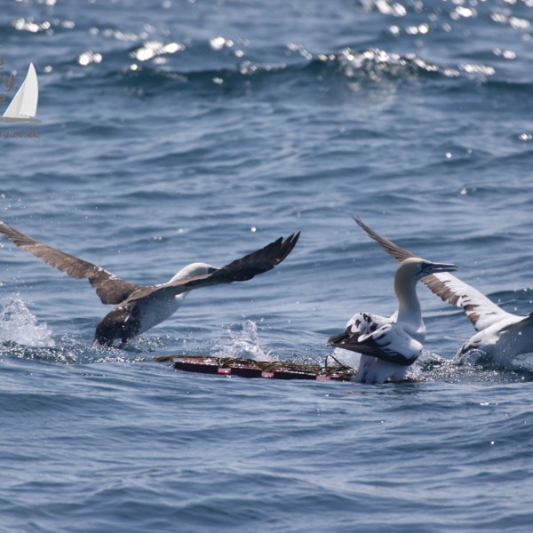gannets standing on a pallet of water