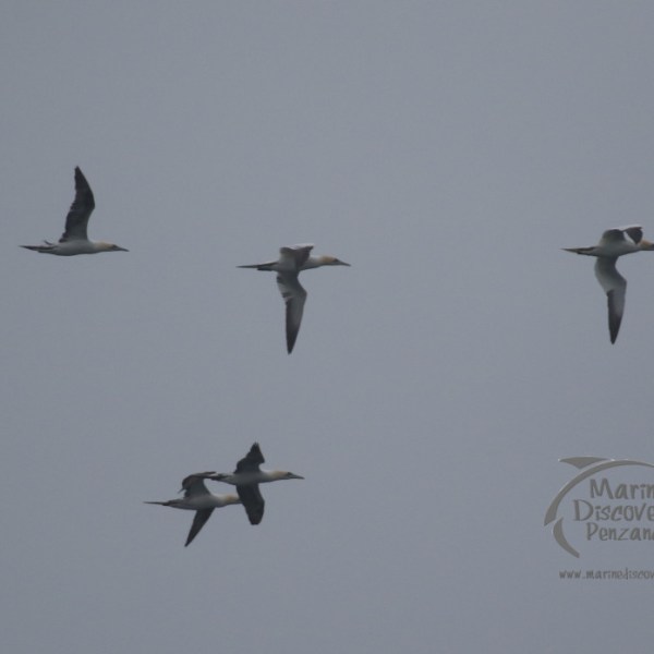 gannets