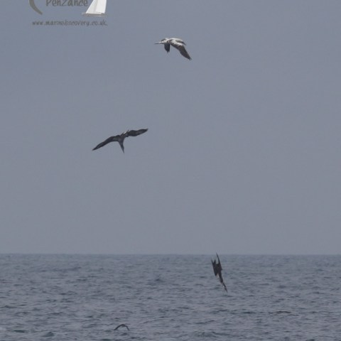 gannets diiving