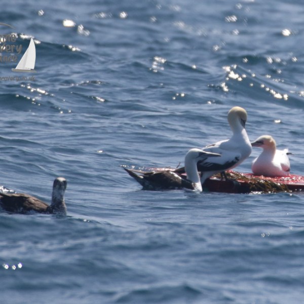 gannets standing on a pallet