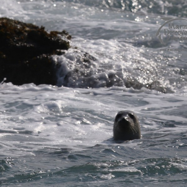 grey seal looking at us