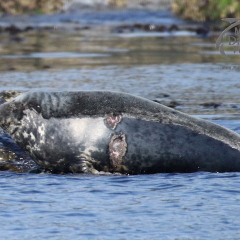 female seal with bad scarring