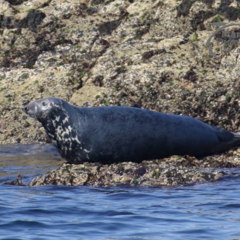 grey seal