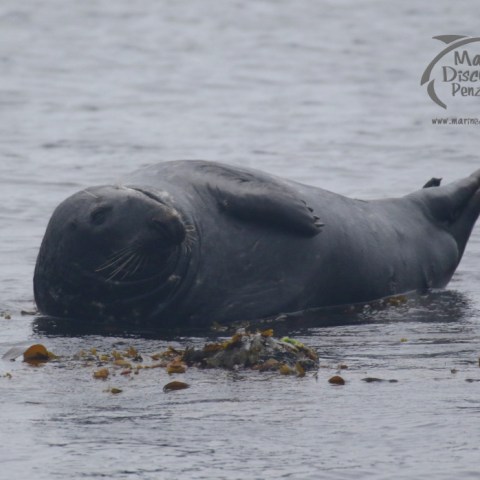 grey seal
