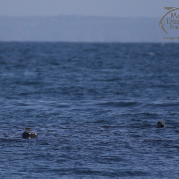 grey seals in the water
