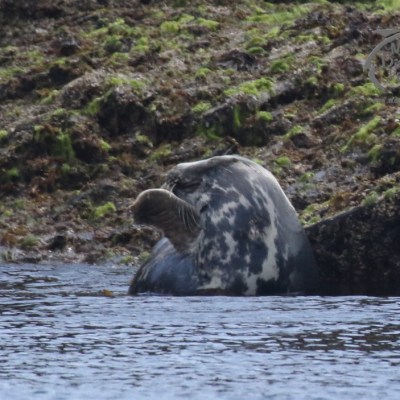 grey seal