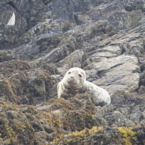 grey seal