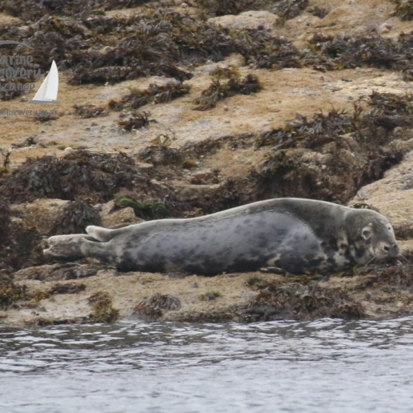 grey seal