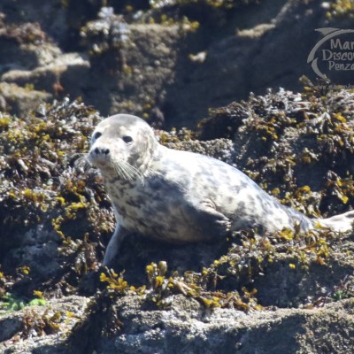 grey seal juvenile