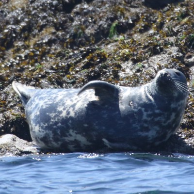 grey seal kelp