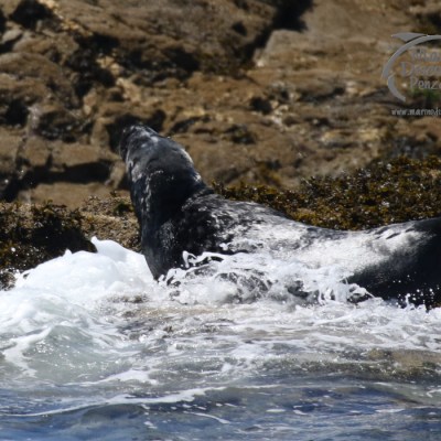 grey seal male