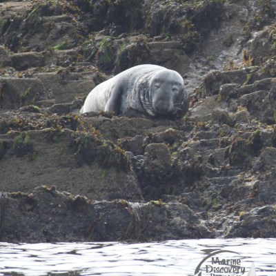 grey seal