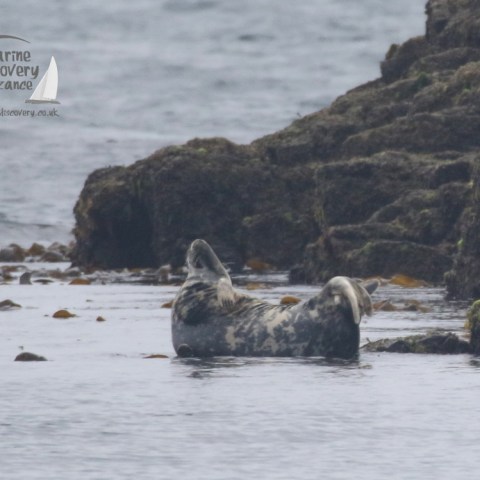 grey seal