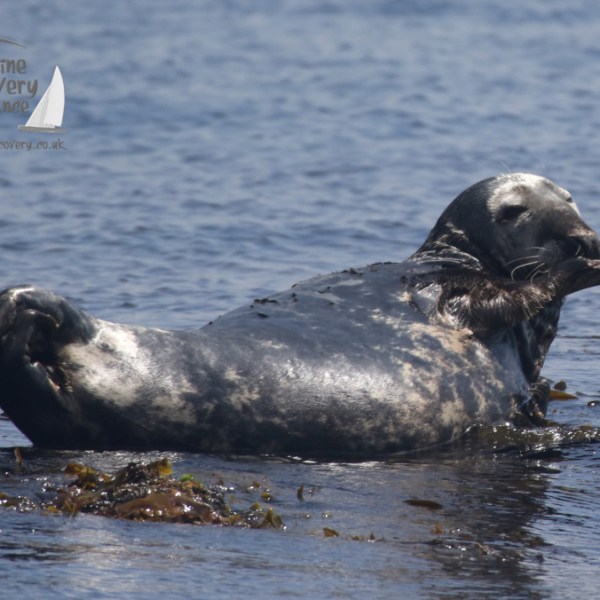 grey seal