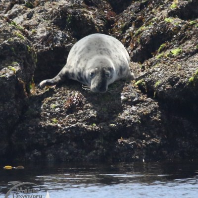 grey seal