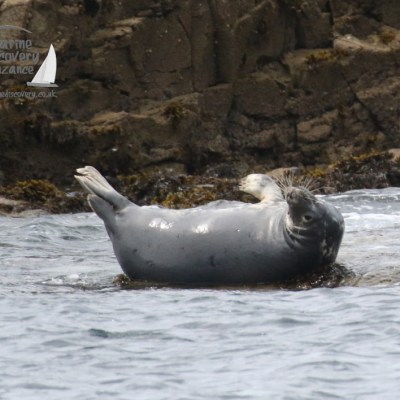 grey seal