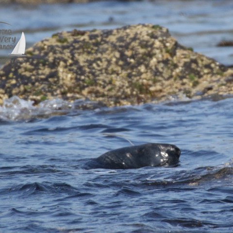 male grey seal
