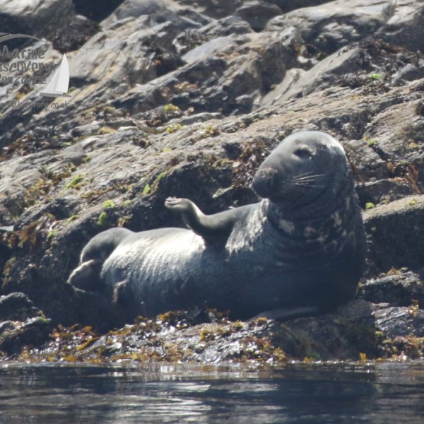 male grey seal looking very conversational
