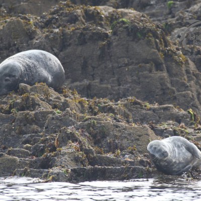 grey seals
