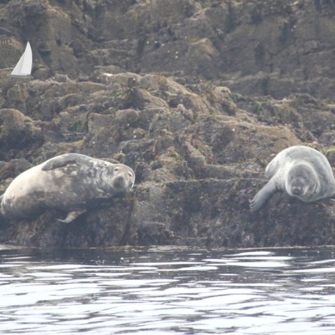 grey seals