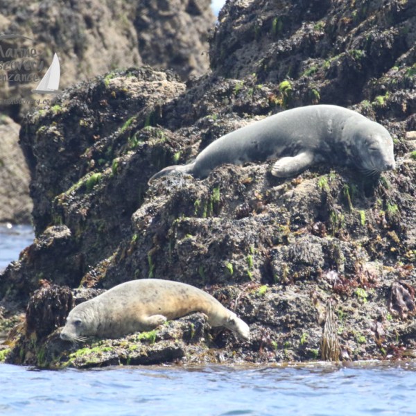 grey seals