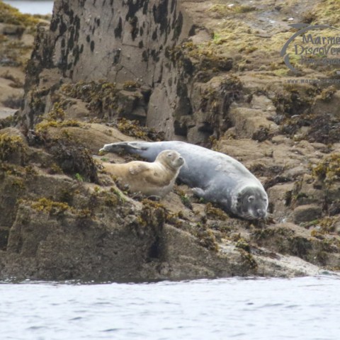 grey seals