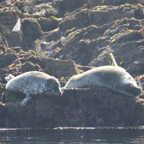 grey seals hauled out