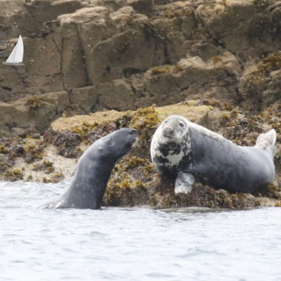 grey seals