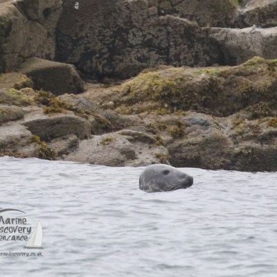 grey seal