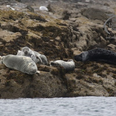 grey seals
