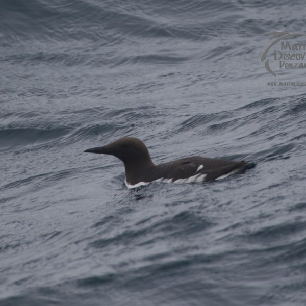 guillemot