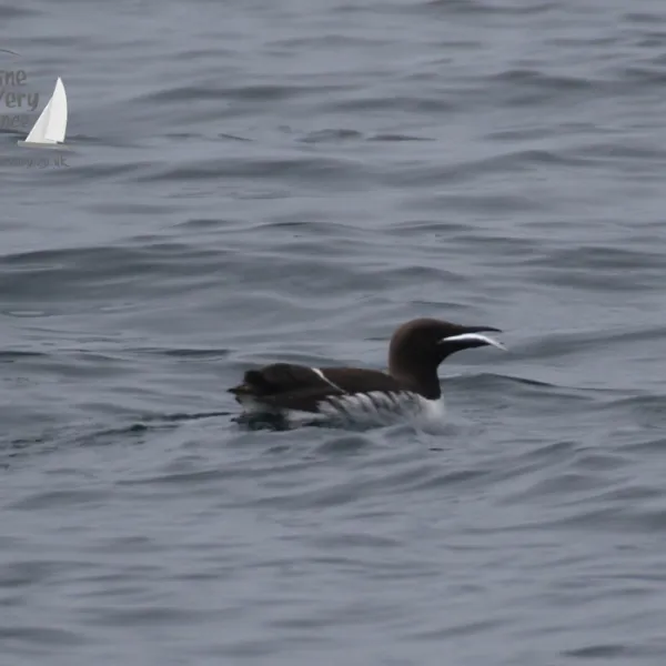 guillemot with a sandeel in its mouth