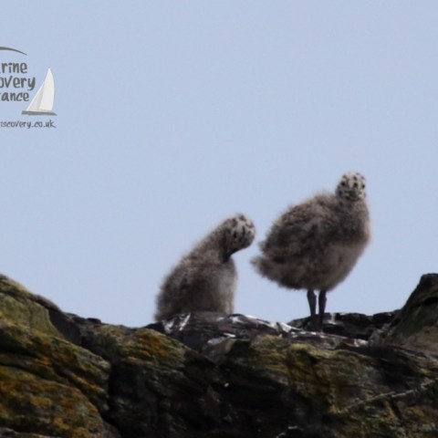 gull chicks