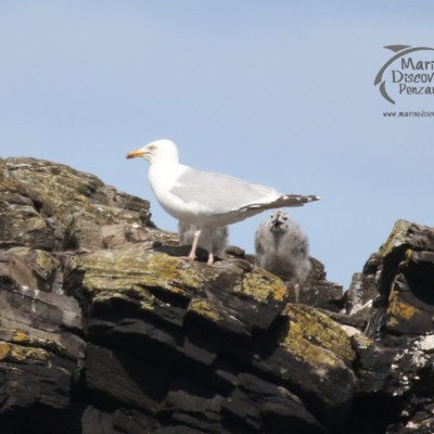 gull chicks with parent