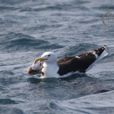 gull eating cuttlefish
